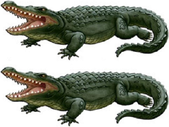 alligators two