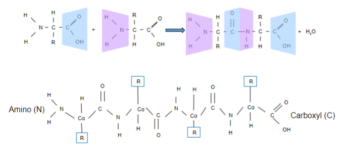 <p>-Peptide</p><p>-Condensation</p><p>-Releasing H2O</p>