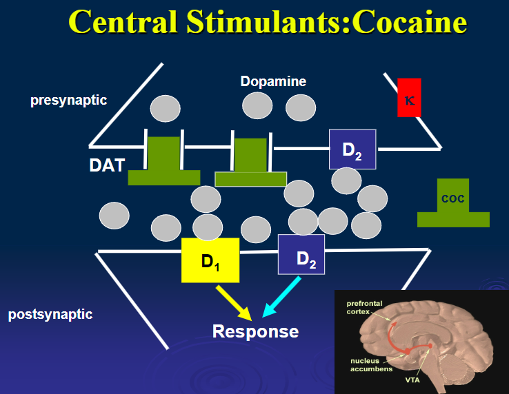 <p><strong>Blocks catecholamine reuptake</strong>, leading to <strong>increased DA</strong> and stimulant effects.</p>