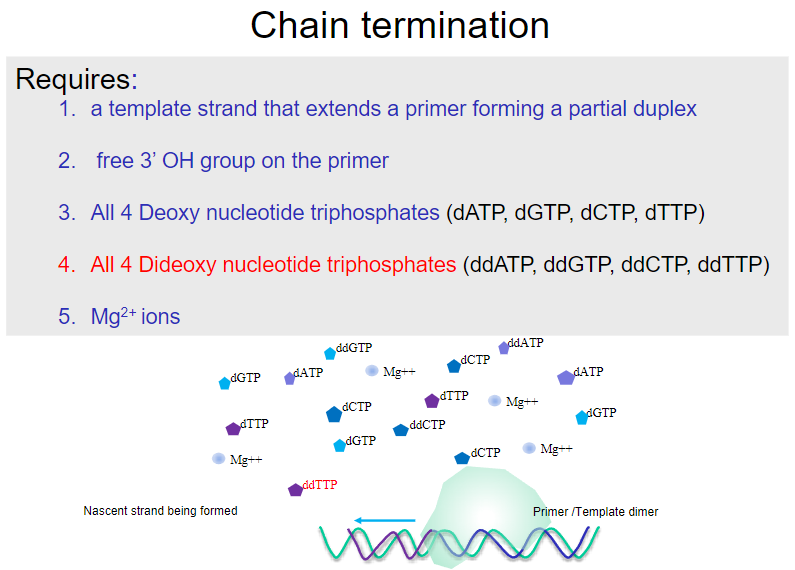 <p>A <strong>template strand</strong> that extends a primer, forming a partial duplex.</p><p>A free <strong>3’ OH group</strong> on the primer.</p><p>All four <strong>deoxy nucleotide triphosphates</strong> (dATP, dGTP, dCTP, dTTP).</p><p>All four <strong>dideoxy nucleotide triphosphates</strong> (ddATP, ddGTP, ddCTP, ddTTP).</p><p><strong>Mg2+ ions</strong>.</p>