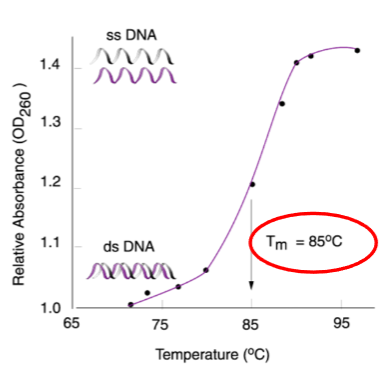 <p>Denaturation can be measured optically by absorbance at 260nm.</p><p>The point at which 50% of DNA strands separate is called the melting temperature (Tm).</p>