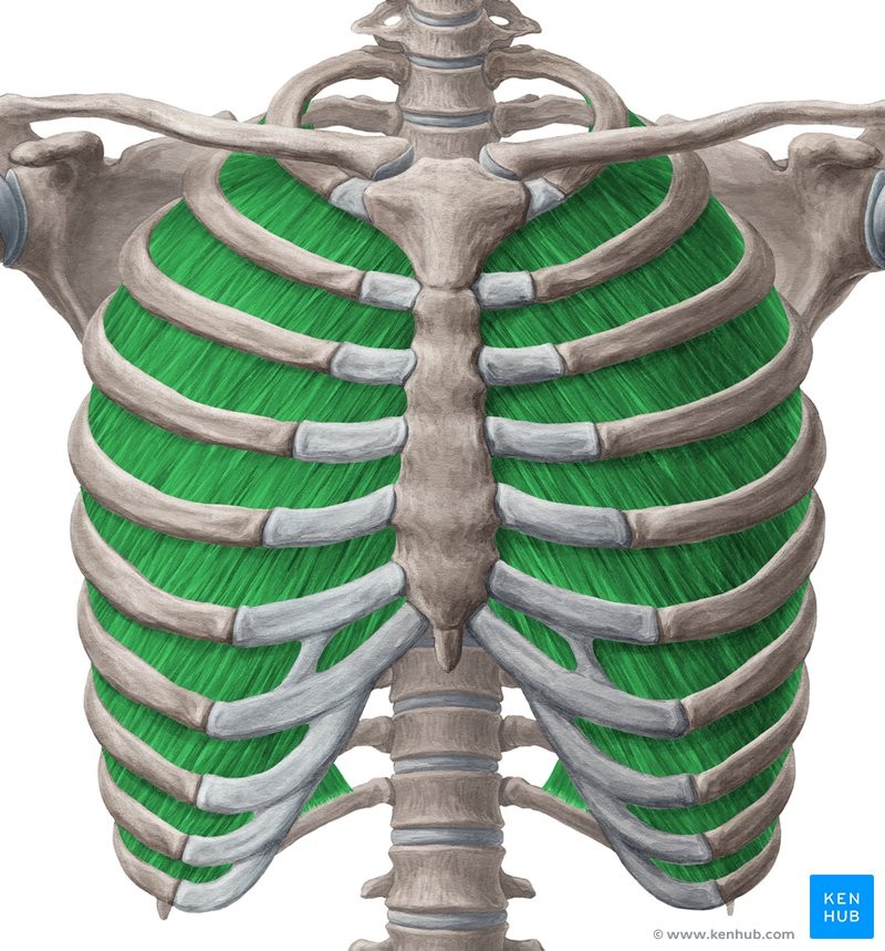 <p>SID</p><p>Superior border of rib below</p><p>Inferior border of rib above</p><p>Depresses ribs</p><p>Ribs</p>