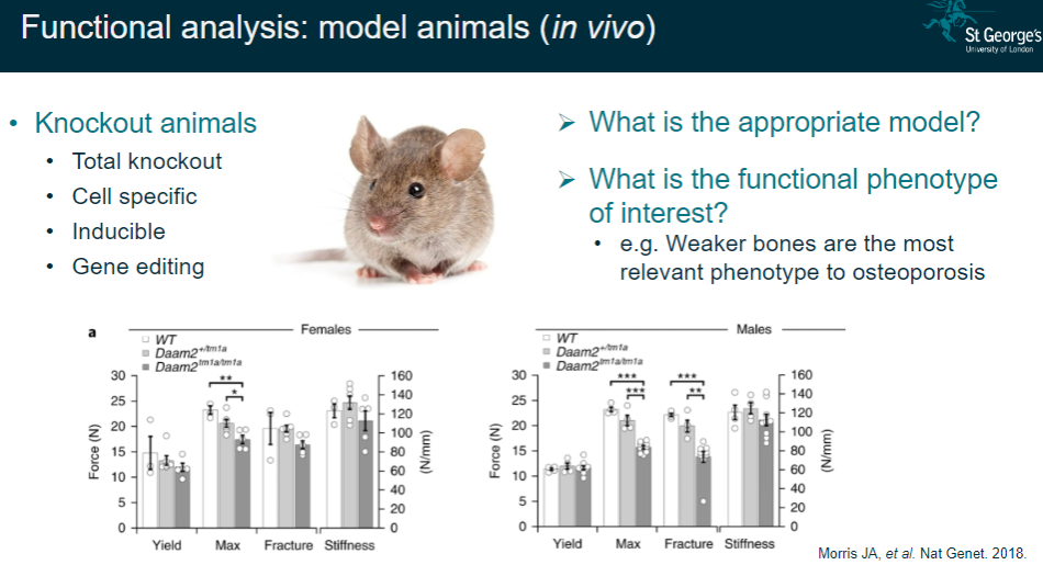 <p>Determining the appropriate animal model for the study.</p><p>Identifying the functional phenotype of interest (e.g., weaker bones as a key phenotype in osteoporosis).</p>