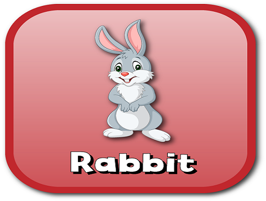 rabbit