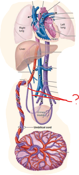 <p><em>Name this fetal structure </em></p><p>-umbilical cord blood vessel</p><p>-carries blood with co2 and metabolic waste from fetus to placenta</p><p></p><p><em>Name the post natal structure:</em></p>