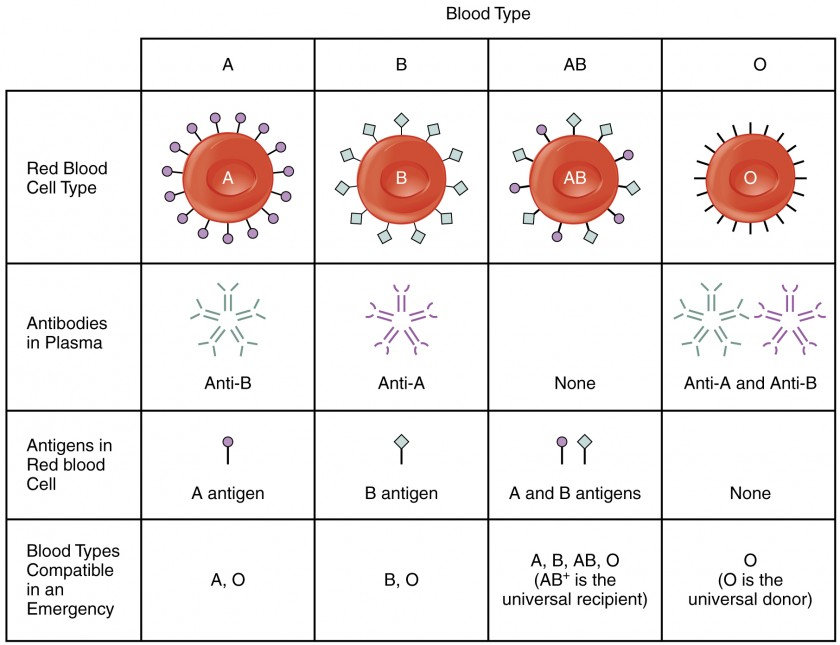 <p><strong>Multiple alleles and codominance</strong></p><p><strong>Explanation:</strong> The ABO blood group system has three possible alleles (IA, IB, i), demonstrating multiple alleles. Codominance occurs because IA and IB are both expressed equally when present, leading to the AB blood type.</p>