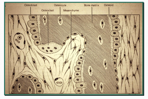 Principal Cell Types of Bone