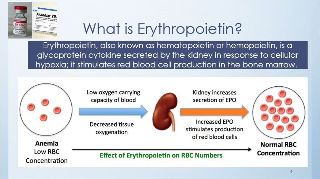 <p>Is a glycoprotein cytokine secreted by the kidneys in response to cellular hypoxia- stimulates RBC production in the bone marrow</p>