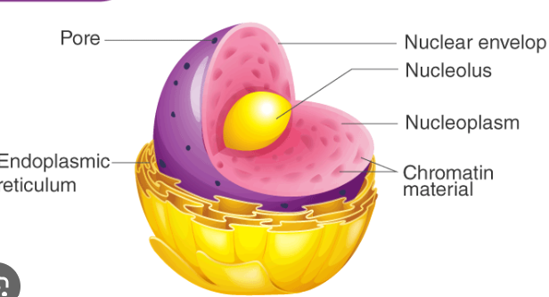 <p>function : cell's control center and creates DNA</p>