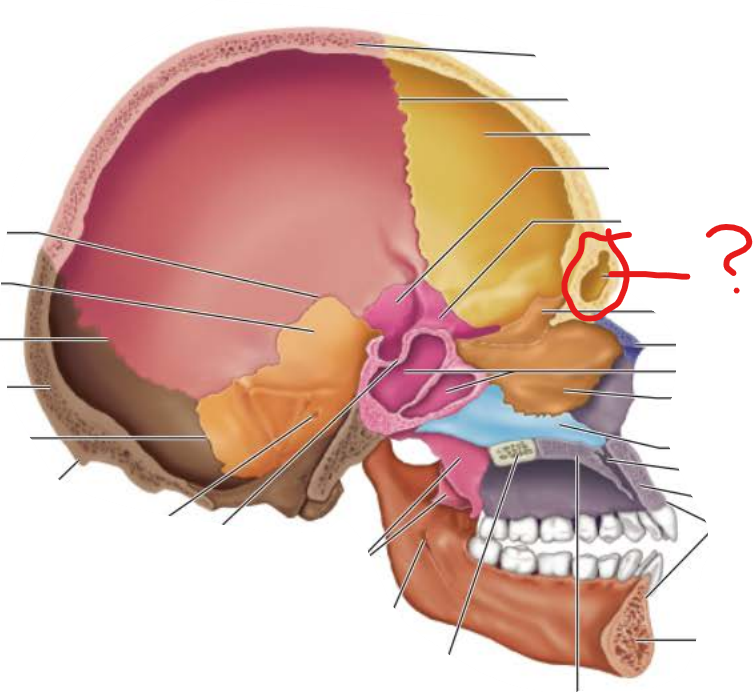 <p>frontal sinus</p>