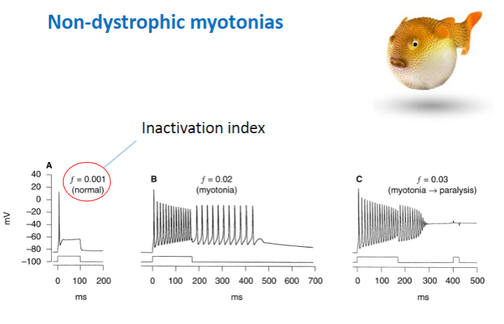 <p><strong>Decreased rate of channel inactivation</strong> – Sodium channels remain open longer, leading to prolonged contraction.</p><p><strong>Increased rate of recovery from inactivation</strong> – Channels recover and reopen too quickly, causing continuous muscle activity.</p><p><strong>Slower channel deactivation</strong> – The sodium channels close more slowly, maintaining muscle contraction for a longer period.</p><p><strong>Result</strong>: More sodium channel activity and prolonged muscle contraction</p>