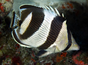 <p>Chaetodon striatus</p>