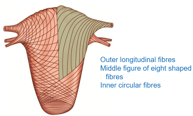 <p>The myometrium is the muscular layer of the uterus, composed of three layers of smooth muscle.</p><p>These layers are organized to facilitate contraction, increasing uterine pressure to direct contents toward the cervix.</p>