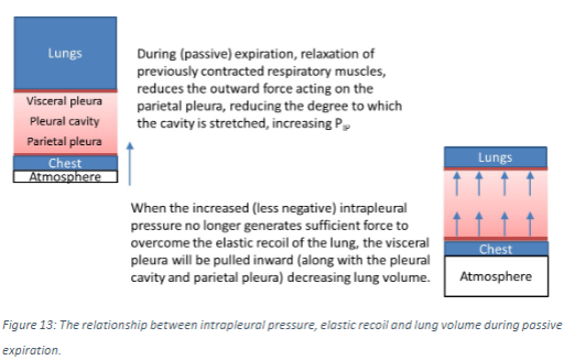 <p>꩜ Relaxation of inspiratory respiratory muscles results in decreased outward force acting on the parietal pleura.</p><p>꩜ This reduces the force acting to stretch the pleural cavity, increasing intrapleural pressure.</p>