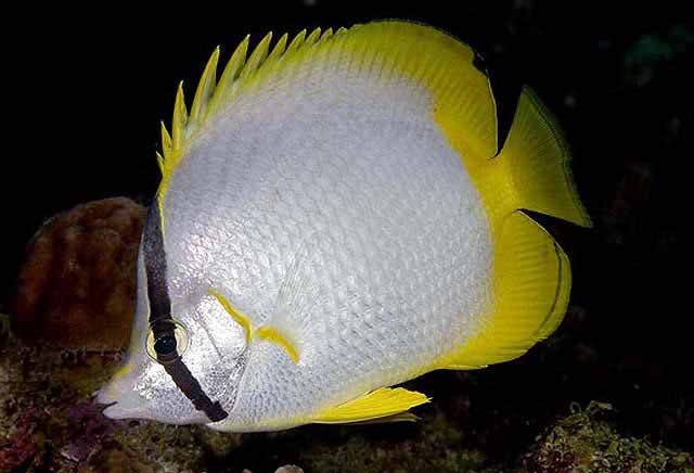 <p>Chaetodon ocellatus</p>