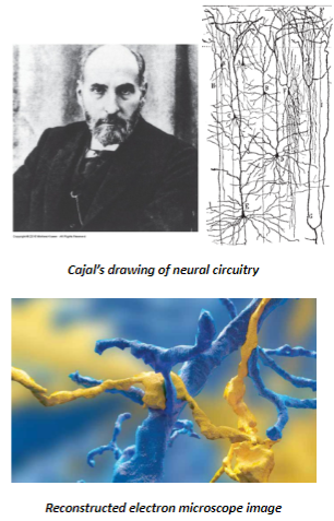 <p>The resolving power of the electron microscope.</p><p>Neurons were shown to be discrete, individual units.</p>