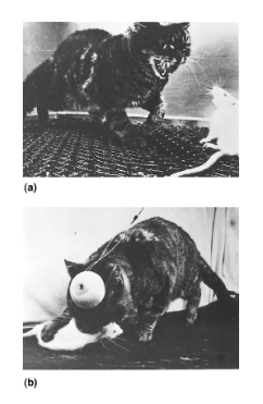 <p><strong>Medial hypothalamus stimulation</strong>: Elicits affective aggression.</p><p><strong>Lateral hypothalamus stimulation</strong>: Elicits predatory aggression.</p>