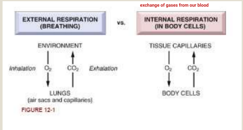 <p>External is breathing; taking in O2 and breathing out CO2. Internal is breathing but done through our tissues and body cells. </p>