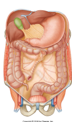 <p>The jejunum and ileum together make up approximately 5-7 meters of the small intestine, with about two-thirds being the jejunum. The jejunum, located in the left upper quadrant, is responsible for mass absorption. The ileum, situated in the right lower quadrant, absorbs the remaining nutrients, particularly vitamin B12 and bile acids. Both the jejunum and ileum are intraperitoneal and are supported by the mesentery.</p>