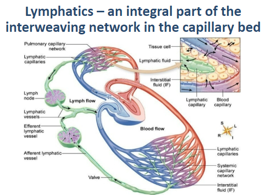 <p>They form an interweaving network in the capillary bed, working closely with blood vessels.</p>