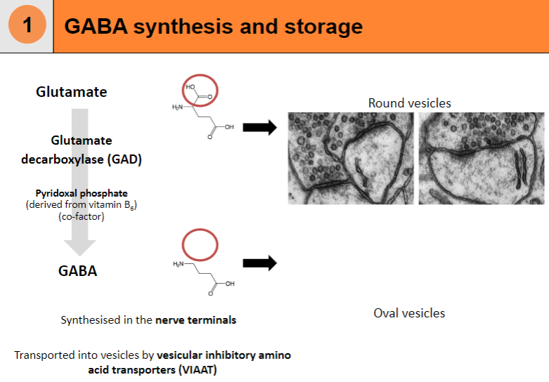 <p>GABA is transported into vesicles by Vesicular Inhibitory Amino Acid Transporters (VIAAT) and stored in round and oval-shaped vesicles.</p>