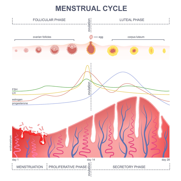 <p><strong>Endometrial Secretions</strong>: Progesterone makes the endometrium secretory and receptive to implantation, creating a suitable environment for a fertilized egg.</p><p><strong>Cervical Mucus</strong>: Progesterone makes cervical mucus more viscous, preventing further sperm penetration after ovulation.</p>