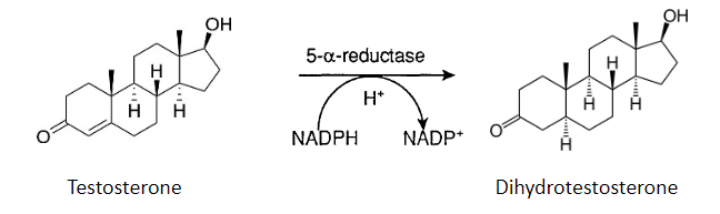 <p>In 5-α-reductase deficiency, testosterone is produced, but dihydrotestosterone (DHT) is not synthesized.</p>