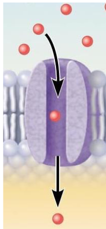 <p>What are transport protein channels and what do they do?</p>