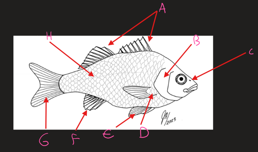 <p>Label the fish diagram</p>