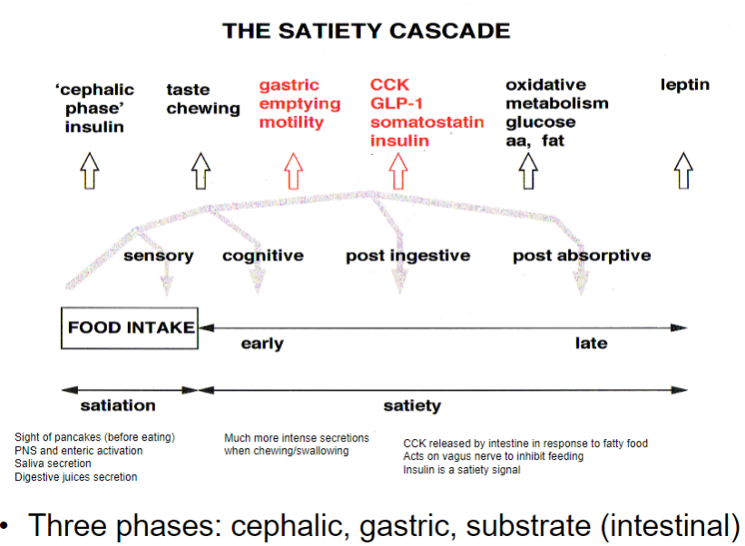 <p><strong>Cephalic phase</strong>: The <strong>sight</strong> or smell of food activates the <strong>PNS</strong> and <strong>enteric nervous system</strong>, leading to <strong>saliva</strong> and digestive juice secretion.</p><p><strong>Gastric phase</strong>: As food is chewed and swallowed, <strong>CCK</strong> is released in response to fatty food, acting on the <strong>vagus nerve</strong> to inhibit feeding.</p><p><strong>Substrate (intestinal) phase</strong>: <strong>Insulin</strong> is released as a satiety signal, indicating absorption of nutrients and reducing hunger.</p>