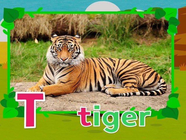 <p>tiger</p>
