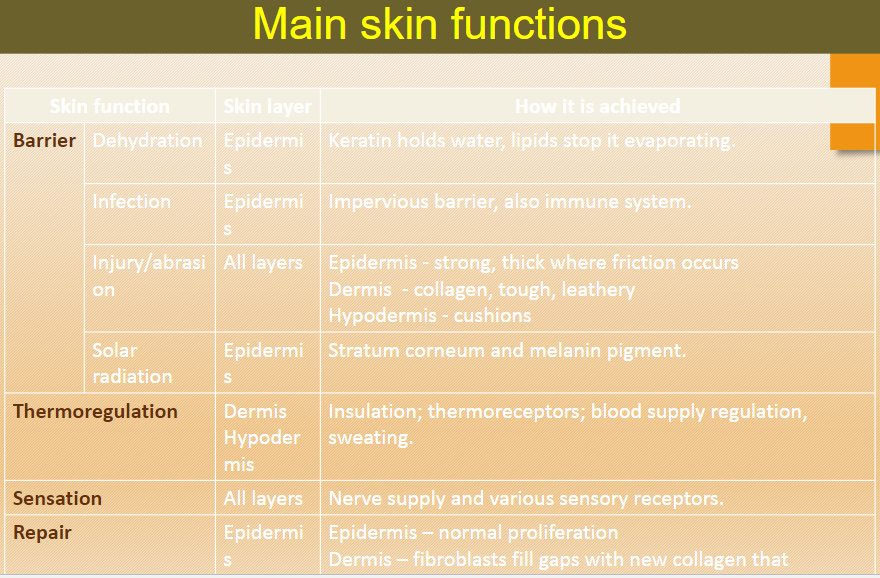 <p>The <strong>stratum corneum</strong> and melanin pigment protect against solar radiation by absorbing and blocking UV light.</p><p>This function is achieved through the <strong>epidermis</strong>.</p>