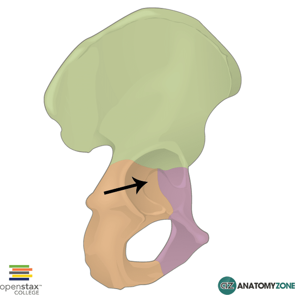 <p>They fuse at the acetabulum.</p>