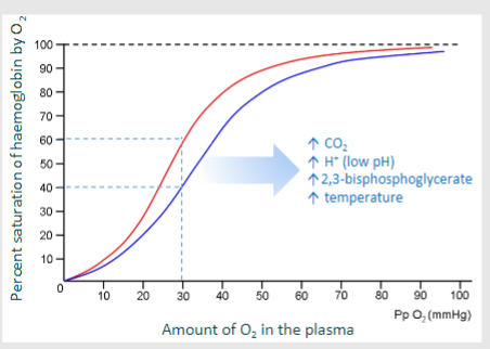 <p>-The Bohr shift occurs when coronary sinus blood returning to the right atrium from myocardial tissue has a greater carbon dioxide content due to high capillary density, surface area, and small diffusion difference </p><p>-This high CO2 and low pH shift the oxygen dissociation curve to the right, meaning that hemoglobin has less affinity for oxygen, leading to more oxygen being released to the myocardial tissues</p>