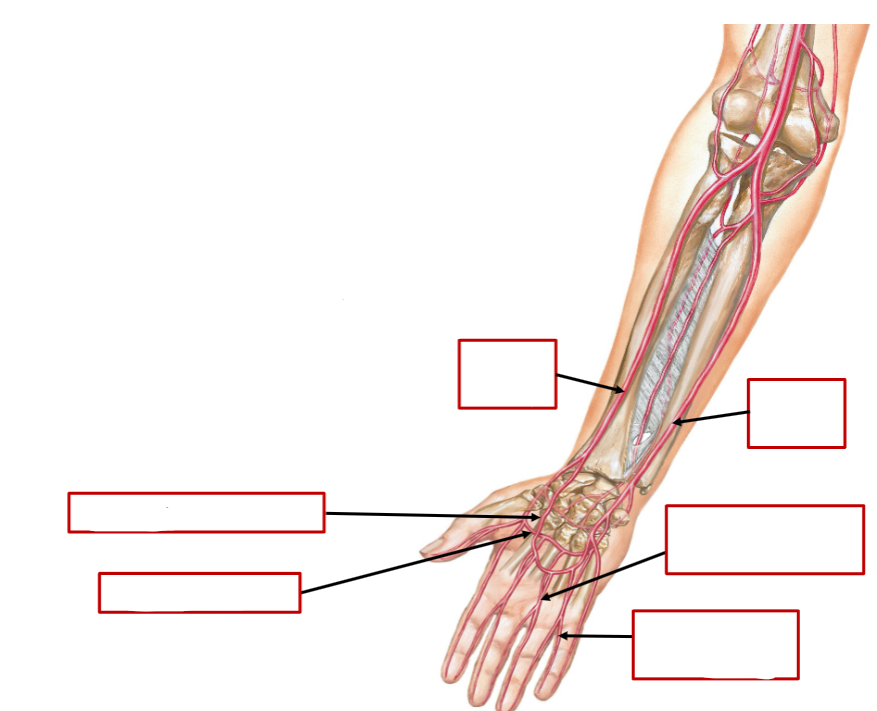 <p>Name these arteries of the forearm and hand</p>