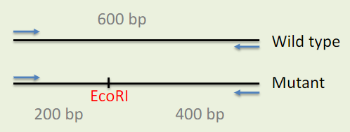 <p>In a mutant line of Arabidopsis, you identified a mutation in your gene of interest that results in the creation of an EcoRI restriction site that is not present in the wild type. You designed a Cleaved Amplified Polymorphic Sequence (CAPS) assay above. </p><p></p><p>In a homozygous mutant background, what band sizes would you expect after performing this assay and running the resulting digested PCR on a gel?</p><p>A. 600 bp bands only</p><p>B. 200 and 400 bp bands only</p><p>C. 200, 400 and 600 bp bands</p>