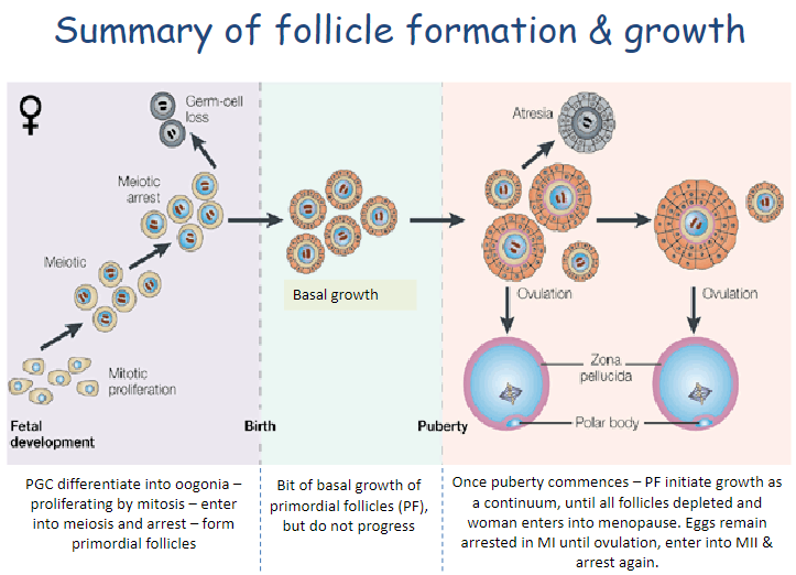 <p><strong>PGCs (Primordial Germ Cells)</strong> differentiate into <strong>oogonia</strong> through mitosis.</p><p>Oogonia enter <strong>meiosis</strong> and become arrested, forming <strong>primordial follicles (PF)</strong>.</p><p>There is a bit of <strong>basal growth</strong> in PF, but they do not progress further.</p><p>At <strong>puberty</strong>, PF initiate growth in a <strong>continuous process</strong>.</p><p>Follicles are <strong>depleted over time</strong>, leading to <strong>menopause</strong>.</p><p>Eggs remain arrested in <strong>meiosis I (MI)</strong> until ovulation, then enter <strong>meiosis II (MII)</strong> and arrest again.</p>