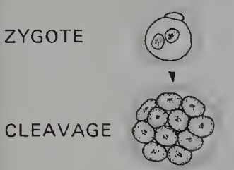 <p><em>Developmental Event:</em> Zygote -&gt; Cleavage</p>