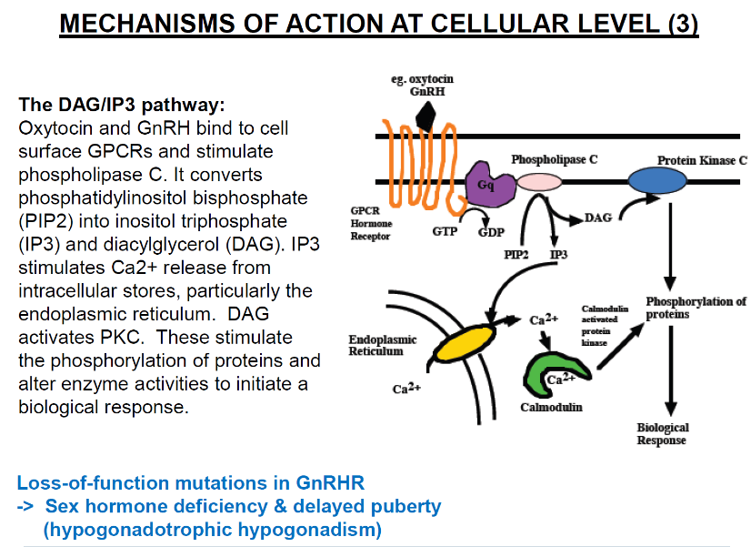 <p><strong>Hormone binding</strong>: Oxytocin and GnRH bind to cell surface GPCRs.</p><p><strong>Activation of phospholipase C</strong>: Stimulates conversion of phosphatidylinositol bisphosphate (PIP2) into inositol triphosphate (IP3) and diacylglycerol (DAG).</p><p><strong>IP3 effects</strong>: Stimulates Ca2+ release from intracellular stores (particularly the endoplasmic reticulum).</p><p><strong>DAG effects</strong>: Activates protein kinase C (PKC), which leads to phosphorylation of proteins and altered enzyme activities to initiate a biological response.</p>
