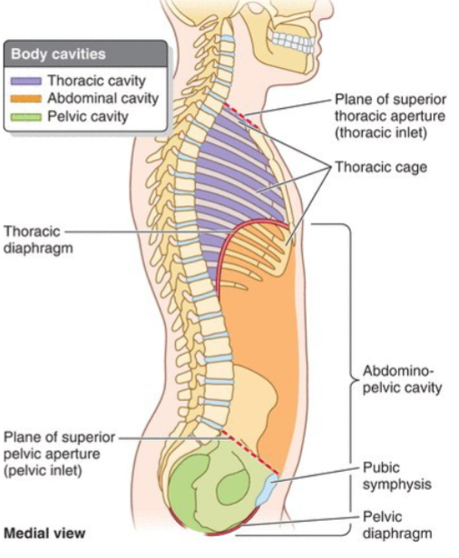 <p>Abdominal cavity, Diaphragm, Anterior and posterior abdominal wall, Pelvic inlet, Pelvic cavity.</p>