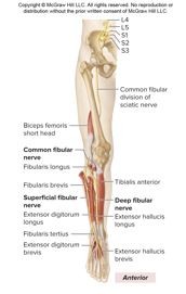 <p>L4-S2</p><p>(Divides into deep fibular and superficial fibular branches)</p><p><strong><u>Motor Innervation</u></strong></p><p><strong>Short head of biceps femoris </strong>(<em>knee flexor</em>);<em> </em>see also deep fibular and superficial fibular nerves</p>