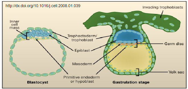 <p>The primary germ layers are formed during the process of gastrulation.</p>