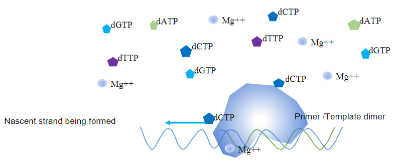 <p><strong>Answer:</strong> The key requirements for a PCR to occur are:</p><p><strong>Template and Primers:</strong> A template with opposing primers (usually 20-30 bases long) annealed to the respective strands, with a free 3' OH and 5' overhangs.</p><p><strong>Deoxynucleotide Triphosphates:</strong> Deoxy nucleotide triphosphates (dATP, dGTP, dCTP, dTTP) are needed for synthesizing new DNA strands.</p><p><strong>Magnesium Ions:</strong> Mg²⁺ ions are required as a cofactor for the DNA polymerase enzyme.</p><p><strong>Neutral pH:</strong> A roughly neutral pH environment is necessary for optimal enzyme activity.</p>