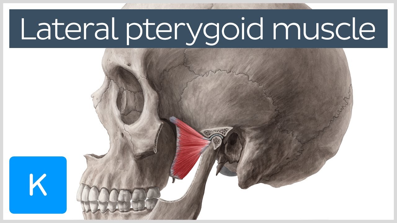 <p>GMD</p><p>Greater wing of the sphenoid bone and pterygoid process</p><p></p><p>Mandibular condyle</p><p></p><p>Depresses and protracts mandible; moves jaw laterally</p><p></p><p>TMJ</p>