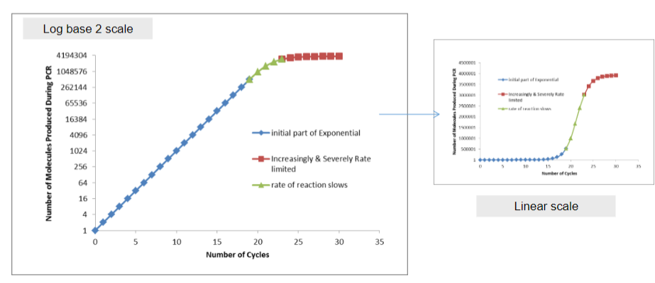 <p><strong>Answer:</strong> The key characteristics of product accumulation in PCR include:</p><p><strong>Exponential Accumulation:</strong> Every cycle of PCR results in a doubling of the amount of product, leading to exponential growth of the target DNA.</p><p><strong>Reaction Kinetics:</strong> The kinetics of the reaction are influenced by the depletion of reactants, which can slow down the reaction as the components become less available.</p><p><strong>Acidification:</strong> The accumulation of products can lead to acidification of the reaction mixture, which may further impact enzyme activity and reaction efficiency.</p>