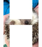 <p>hedgehog</p>