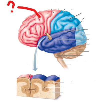 <p>what lobe is this?</p>