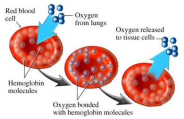 <p>-In lungs (external respiration): oxygen concentration in alveoli is <span class="tt-bg-yellow">high</span> while oxygen concentration in blood is <span class="tt-bg-yellow">low</span>; so, oxygen diffuses into blood (loading)</p><p>----Response: CO2 is simultaneously unloading at this time (from blood into alveoli) due to its concentrations.</p>