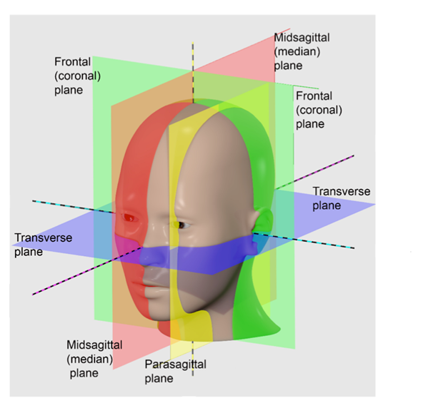 <p>Coronal (Frontal) Plane:</p><p>Oriented vertically.</p><p>Divides the body into anterior and posterior parts.</p>