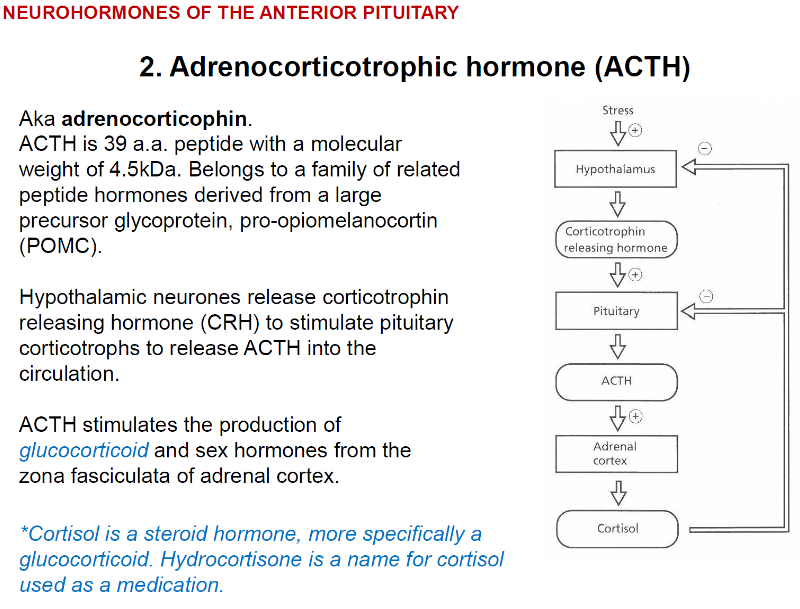 <p>ACTH is a 39 amino acid peptide with a molecular weight of 4.5 kDa</p><p>It is derived from a large precursor glycoprotein called pro-opiomelanocortin (POMC)</p><p>ACTH stimulates the production of glucocorticoids and sex hormones from the zona fasciculata of the adrenal cortex</p>